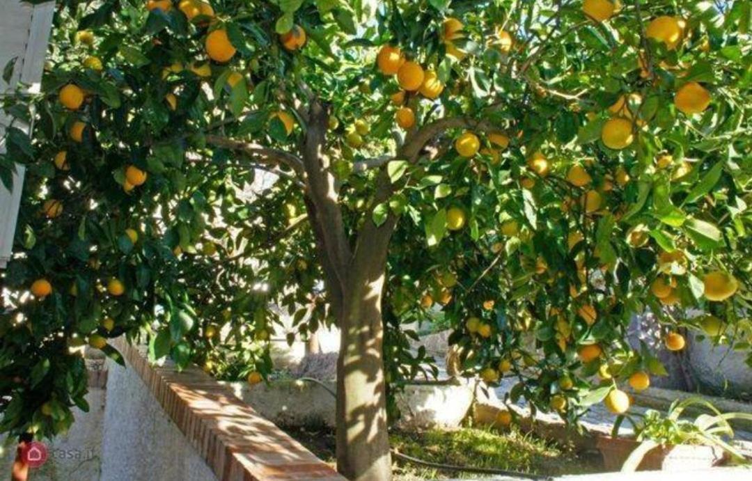 B&B Terramare Монтиано Екстериор снимка